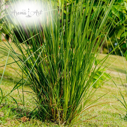 Fixatör Vetiver 5% - Parfymråvara - Fixativ