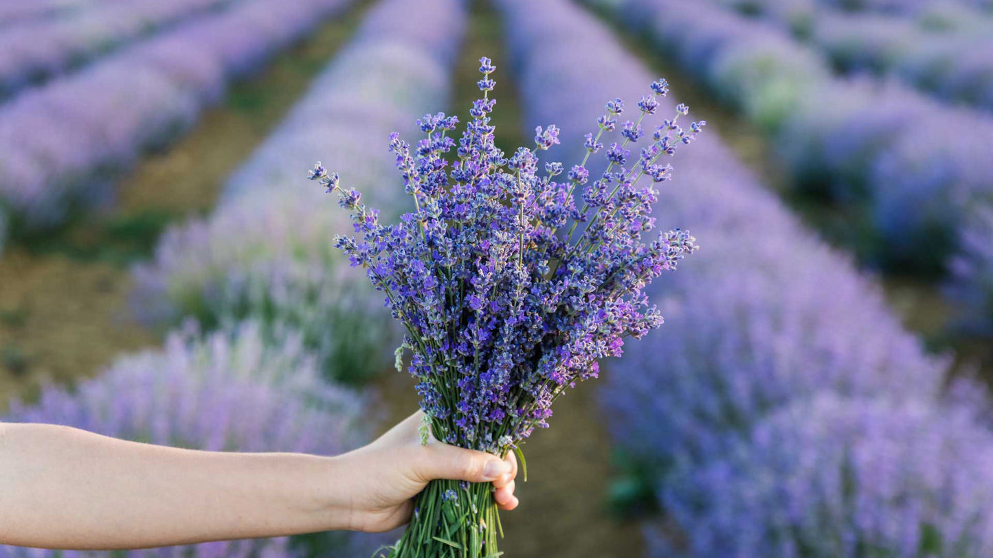 Aromaterapins grunder L1 - Certifieringskurs