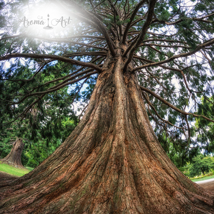 Fixatör Ceder 5% - Parfymråvara - Fixativ