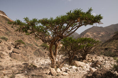 Frankincense (Olibanum) Indisk, vildskördad