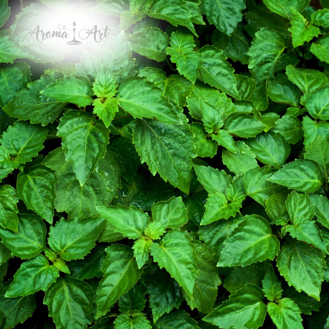 Eau Patchouli 1% - Parfymråvara