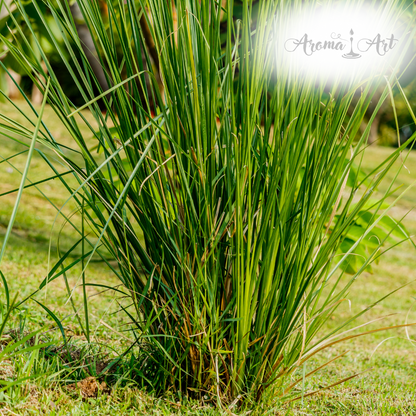 Eau Vetiver 1% - Parfymråvara