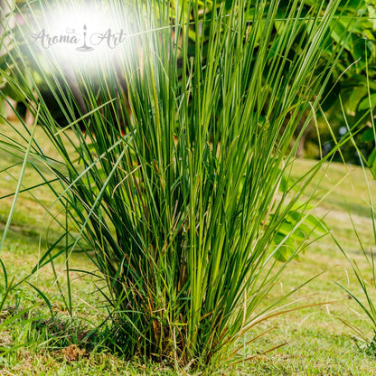 Fixatör Vetiver 5% - Parfymråvara - Fixativ